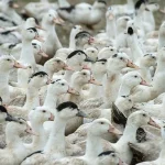 Mortes de gansos e patos em zoológico no RS foram por gripe aviária