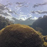 El Niño afeta ecossistema marinho no Oceano Atlântico, diz estudo