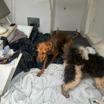 Duas mulheres são presas por maus-tratos a cachorros em Caçu