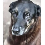 Saiba que sanções podem ser aplicadas a jovens que mataram cão Orelha