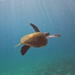 Pesquisa quer descobrir de onde vêm tartarugas que vivem em Arraial