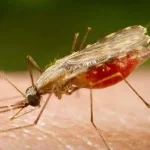 Cientistas da Fiocruz podem produzir vacina completa contra a malária 