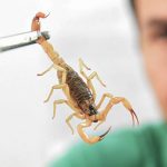 Crianças são mais vulneráveis a envenenamento por picada de escorpião 