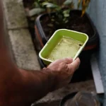 El Niño pode aumentar casos de chikungunya e dengue no Brasil 