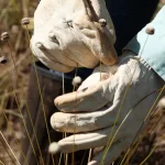 Pesquisadores encontram plantas consideradas extintas há 30 anos 