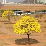 Centro-Oeste tem três alertas ativos para chuvas e baixa umidade 